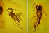 Two Fossil Flies (Diptera) In Baltic Amber #170075-1